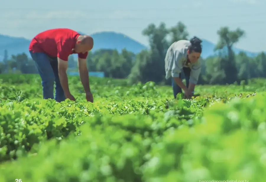 Trabalhadores no campo em Rondônia, parceiros do desenvolvimento econômico e social do estado